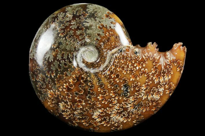 Polished, Agatized Ammonite (Cleoniceras) - Madagascar #97362